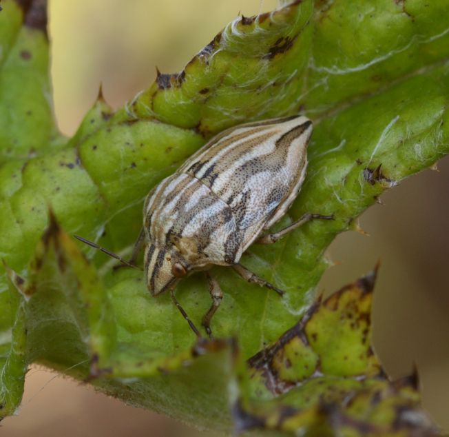 Scutelleridae: Odontotarsus purpureolineatus del viterbese